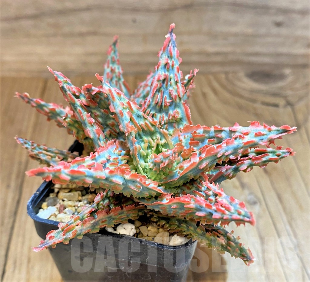 SH17933 Aloe TCT hybrid