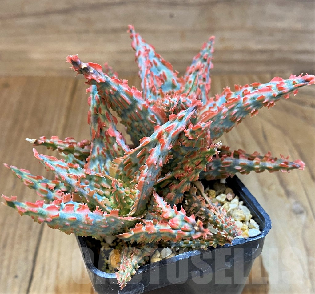 SH17933 Aloe TCT hybrid - Image 2