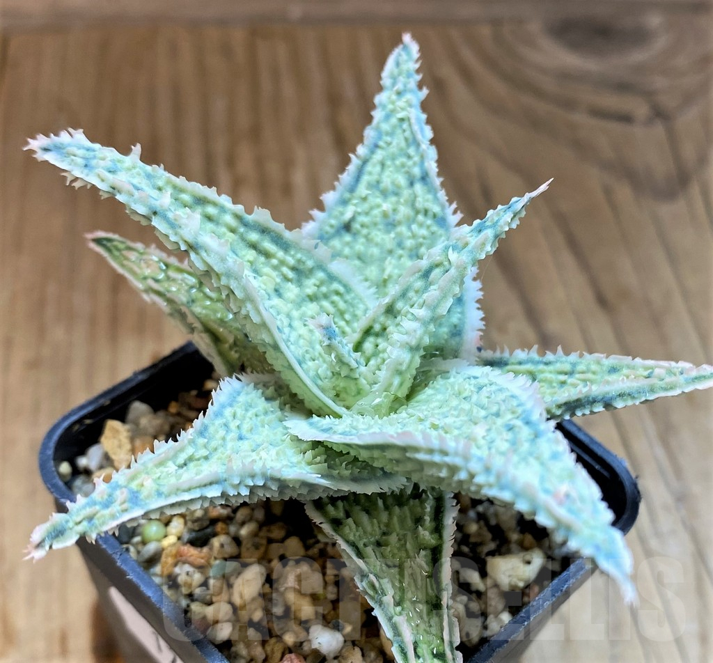 SH17934 Aloe hybrid