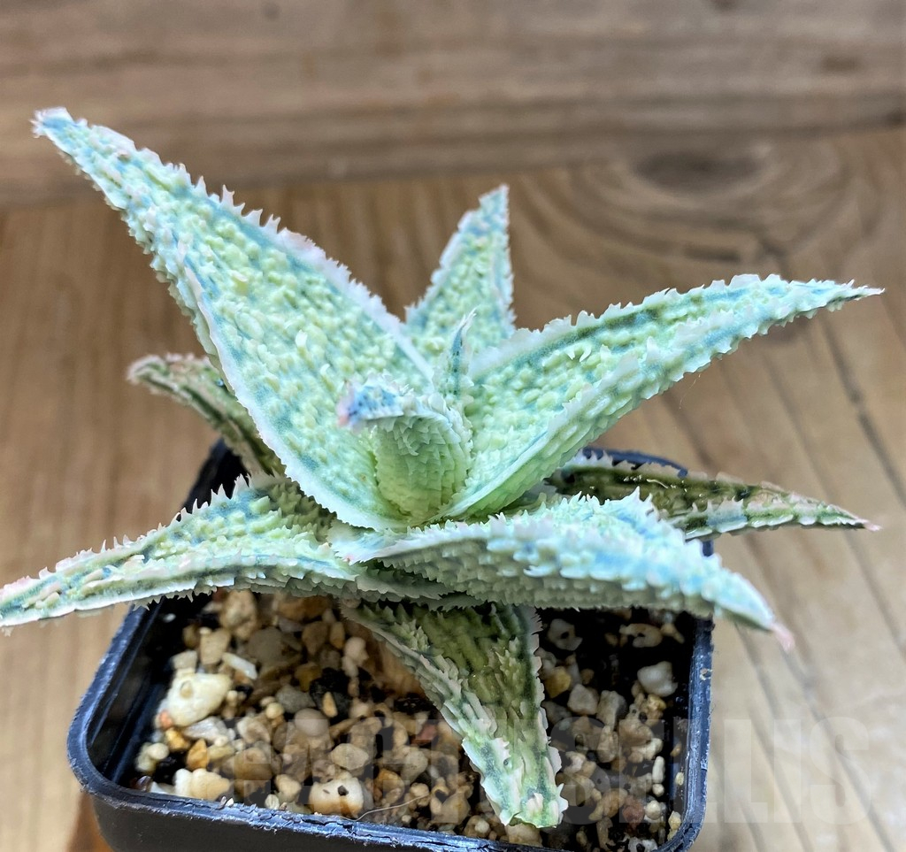 SH17934 Aloe hybrid - immagine 2