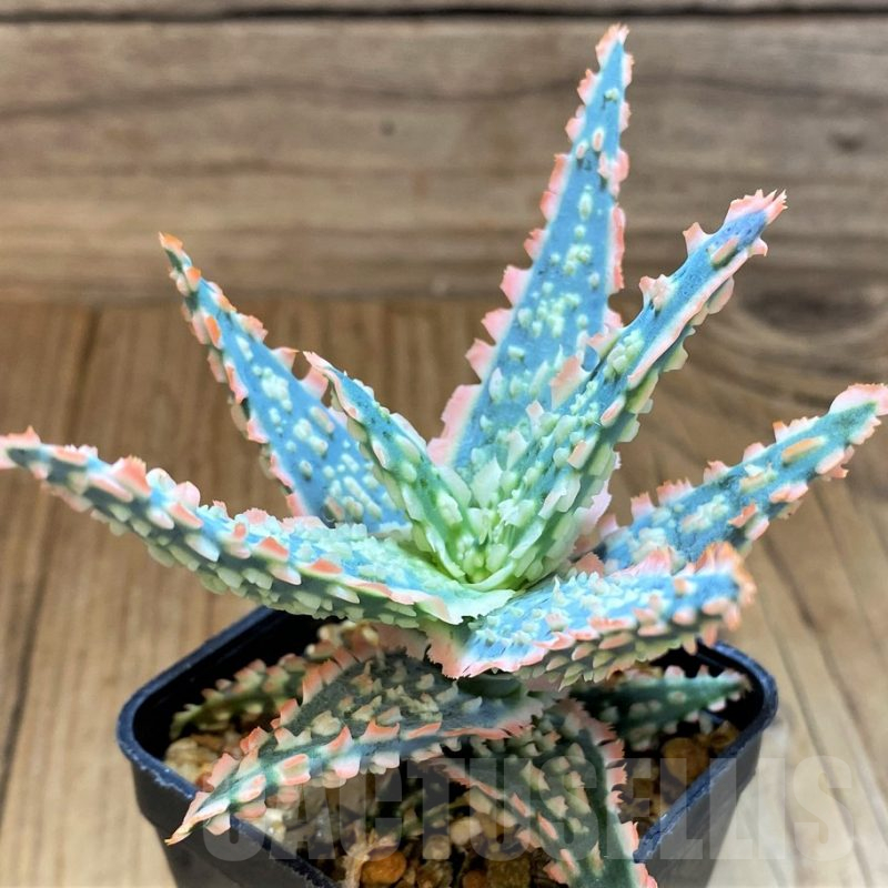 SH17935 Aloe TCT hybrid