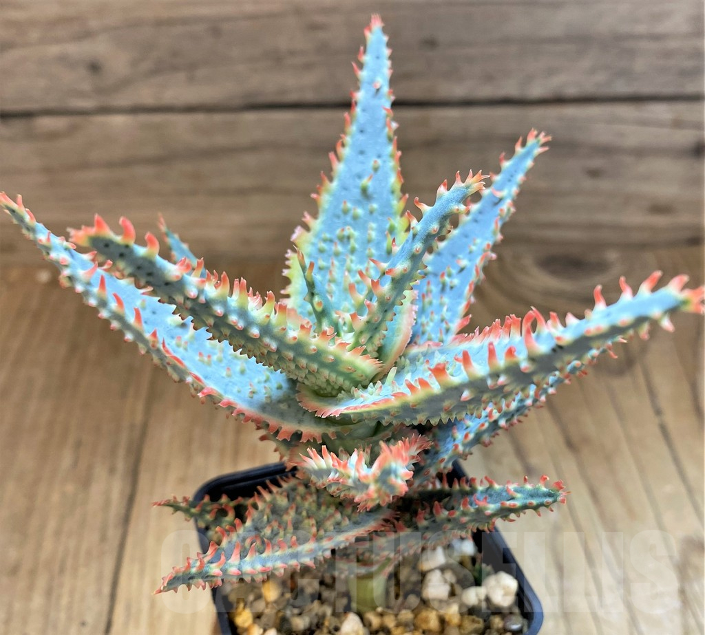 SH17936 Aloe TCT hybrid