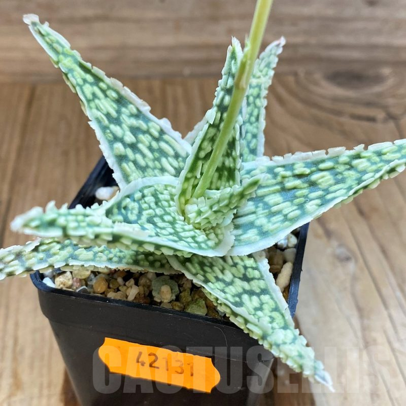 SH17937 Aloe TCT hybrid