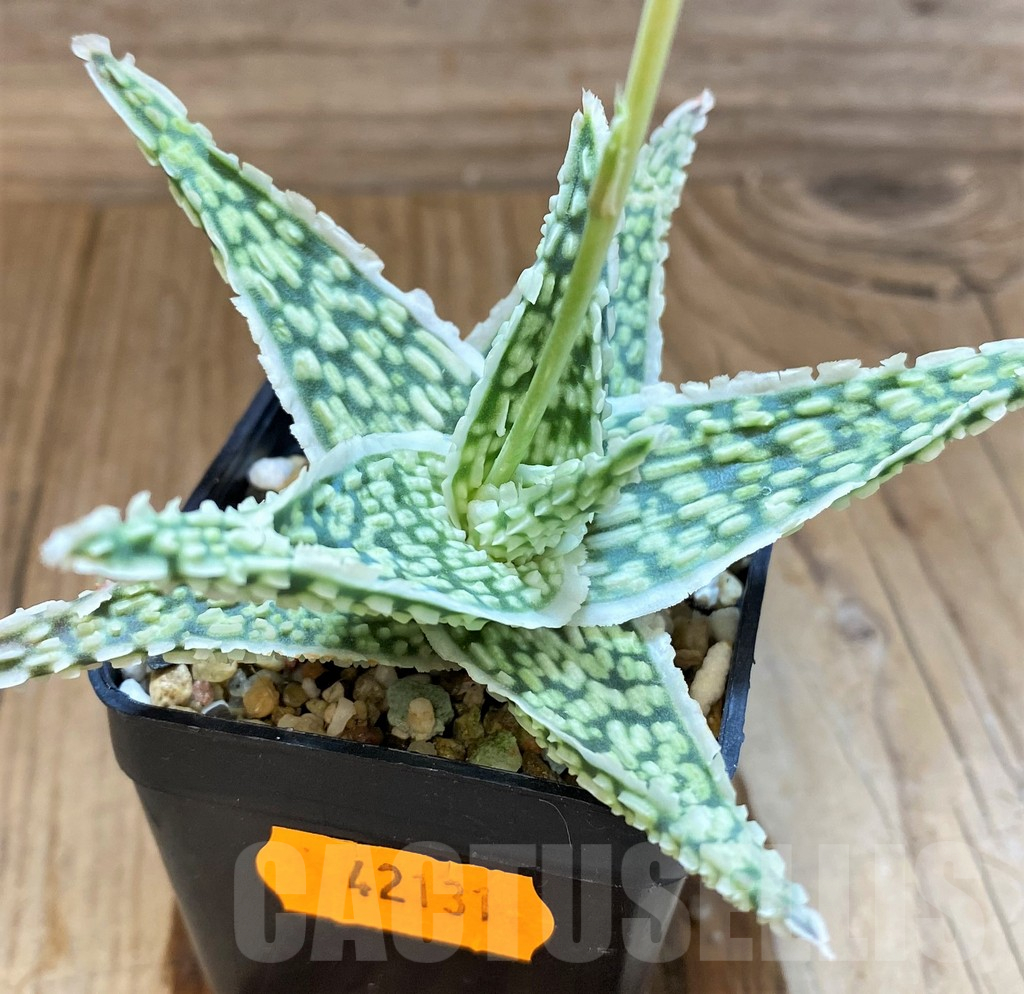 SH17937 Aloe TCT hybrid