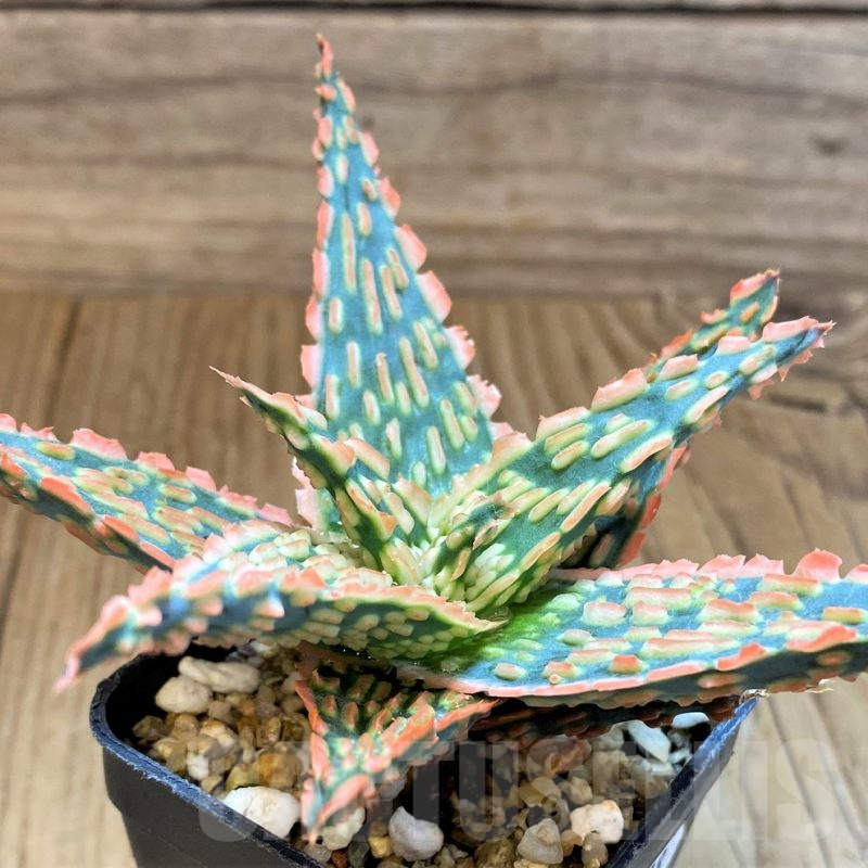 SH17938 Aloe TCT hybrid