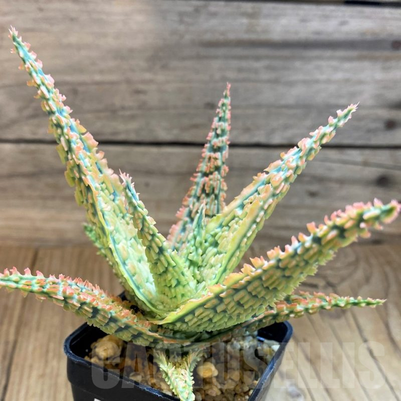 SH17940 Aloe TCT hybrid