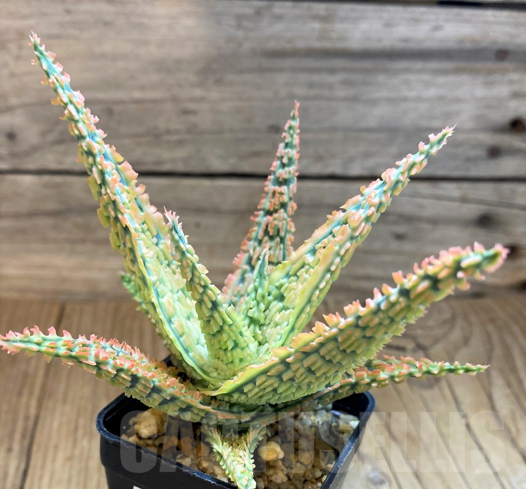 SH17940 Aloe TCT hybrid