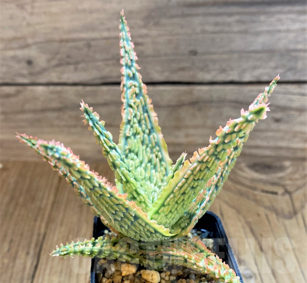 SH17940 Aloe TCT hybrid - immagine 3