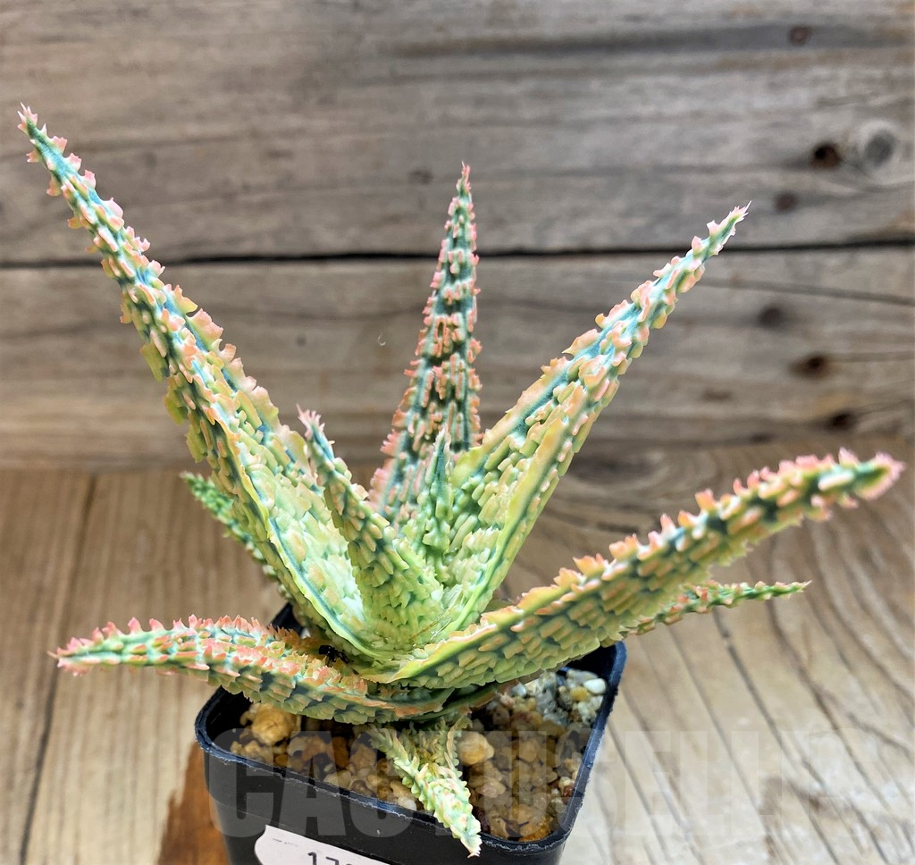 SH17940 Aloe TCT hybrid - immagine 2