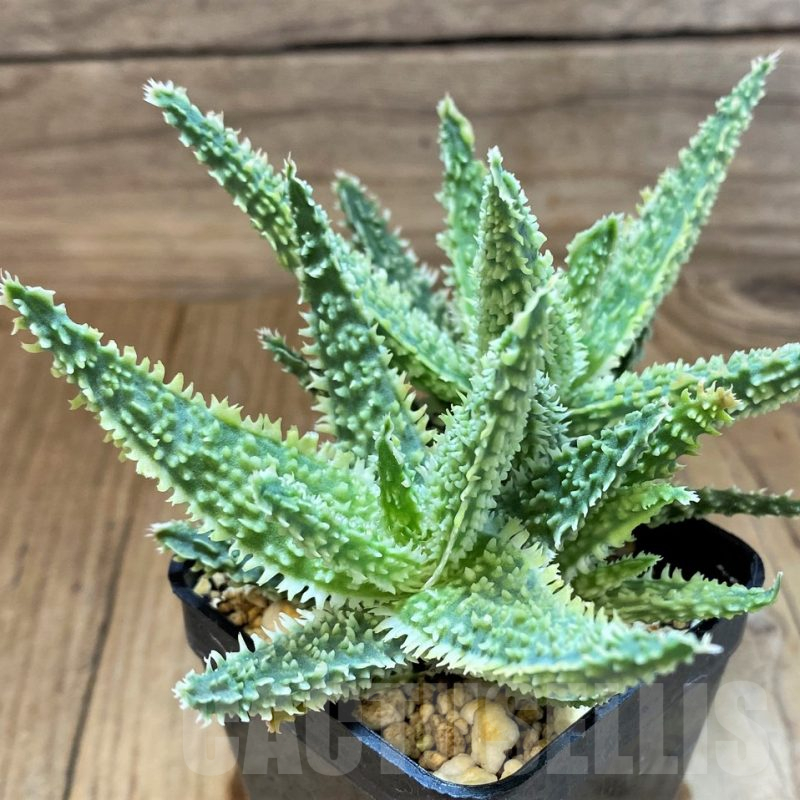 SH17941 Aloe TCT hybrid