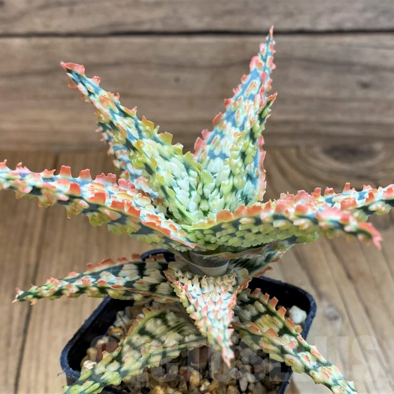 SH17942 Aloe TCT hybrid