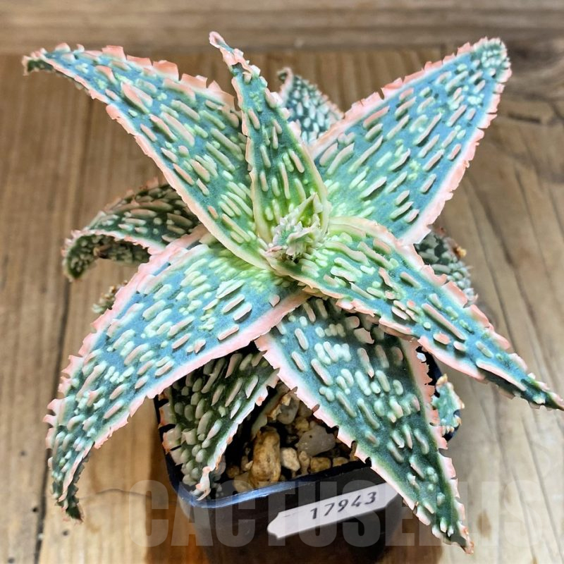 SH17943 Aloe TCT hybrid