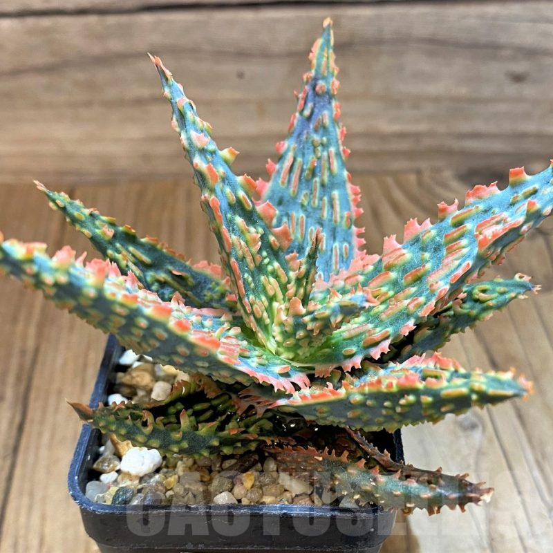 SH17944 Aloe TCT hybrid