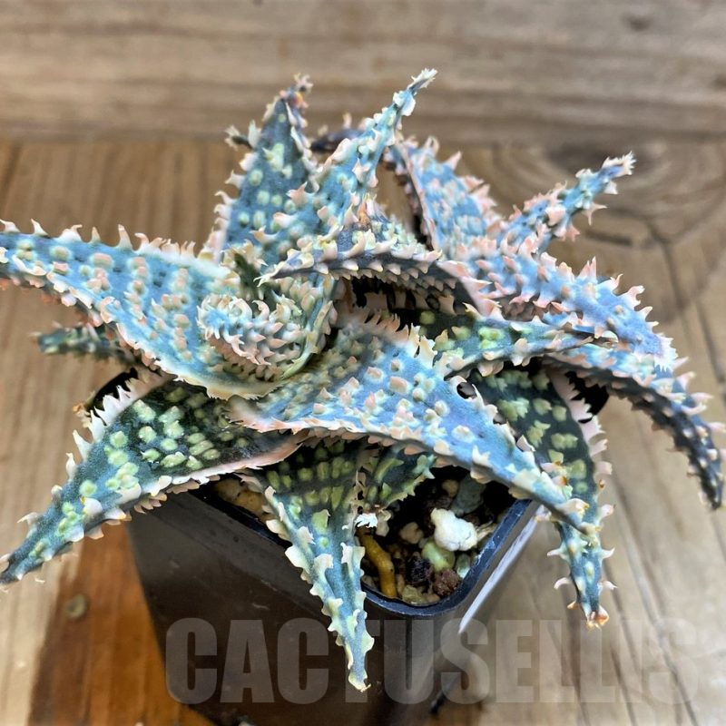 SH17945 Aloe TCT hybrid