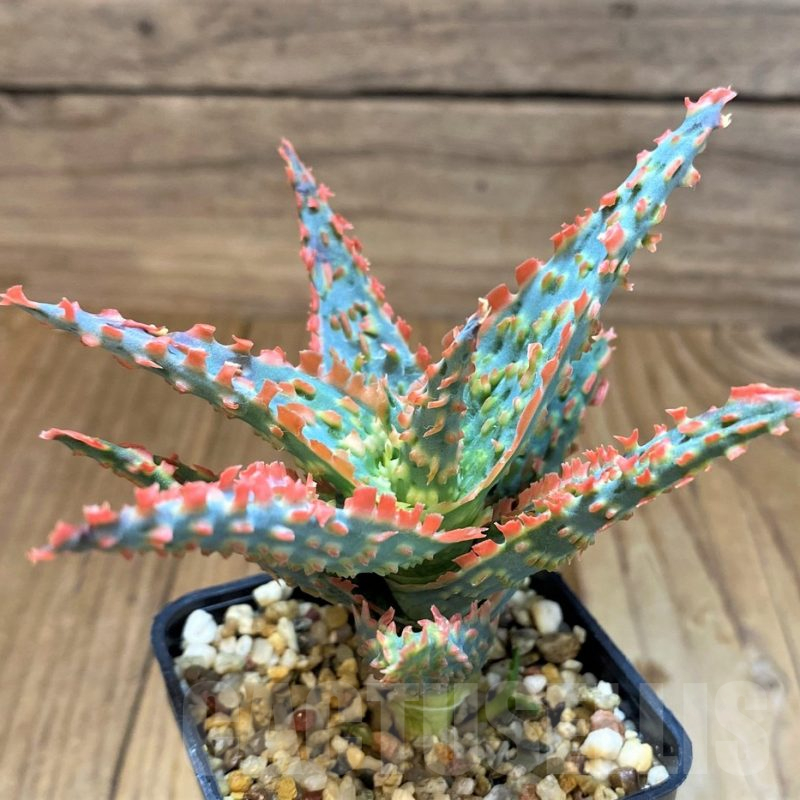 SH17946 Aloe TCT hybrid