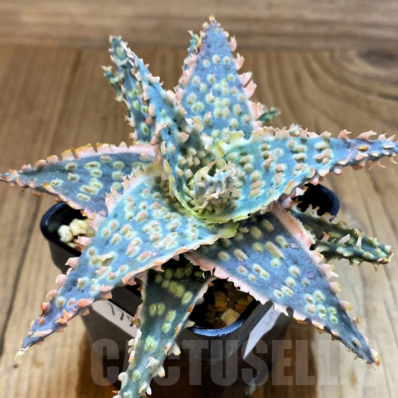 SH17947 Aloe TCT hybrid