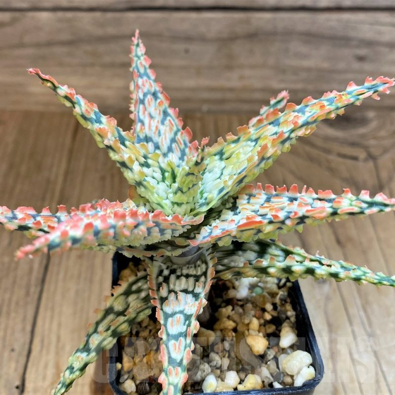 SH17948 Aloe TCT hybrid
