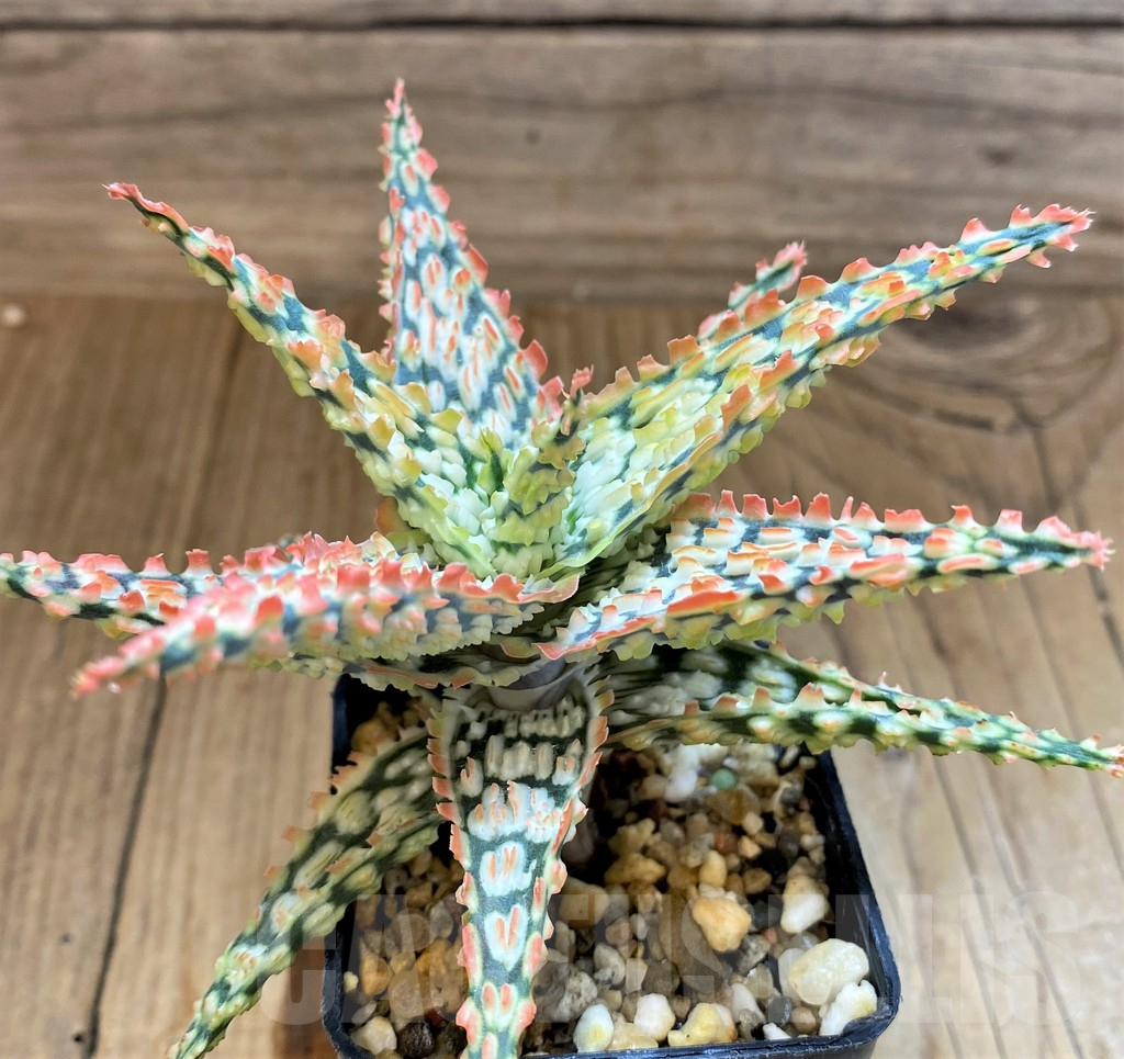 SH17948 Aloe TCT hybrid
