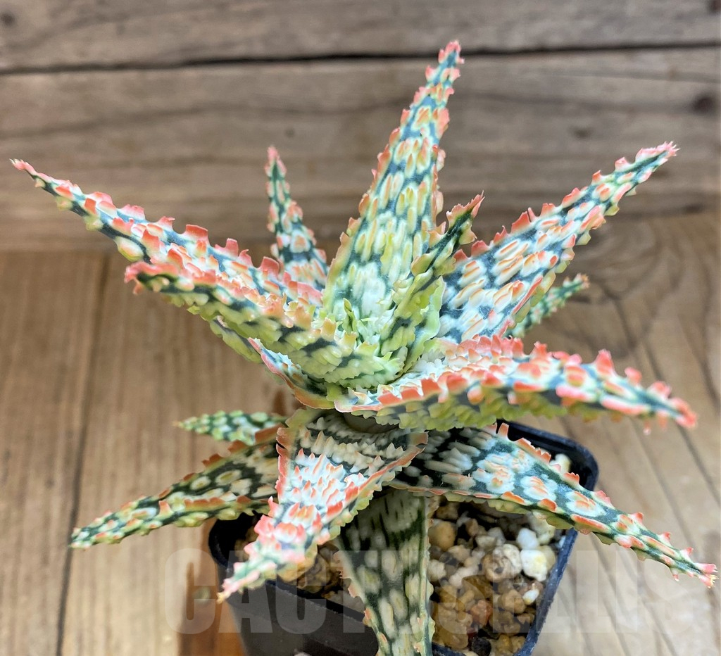 SH17948 Aloe TCT hybrid - immagine 2