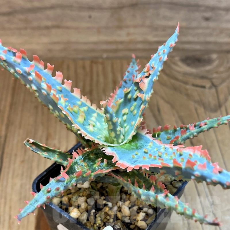 SH17950 Aloe TCT hybrid