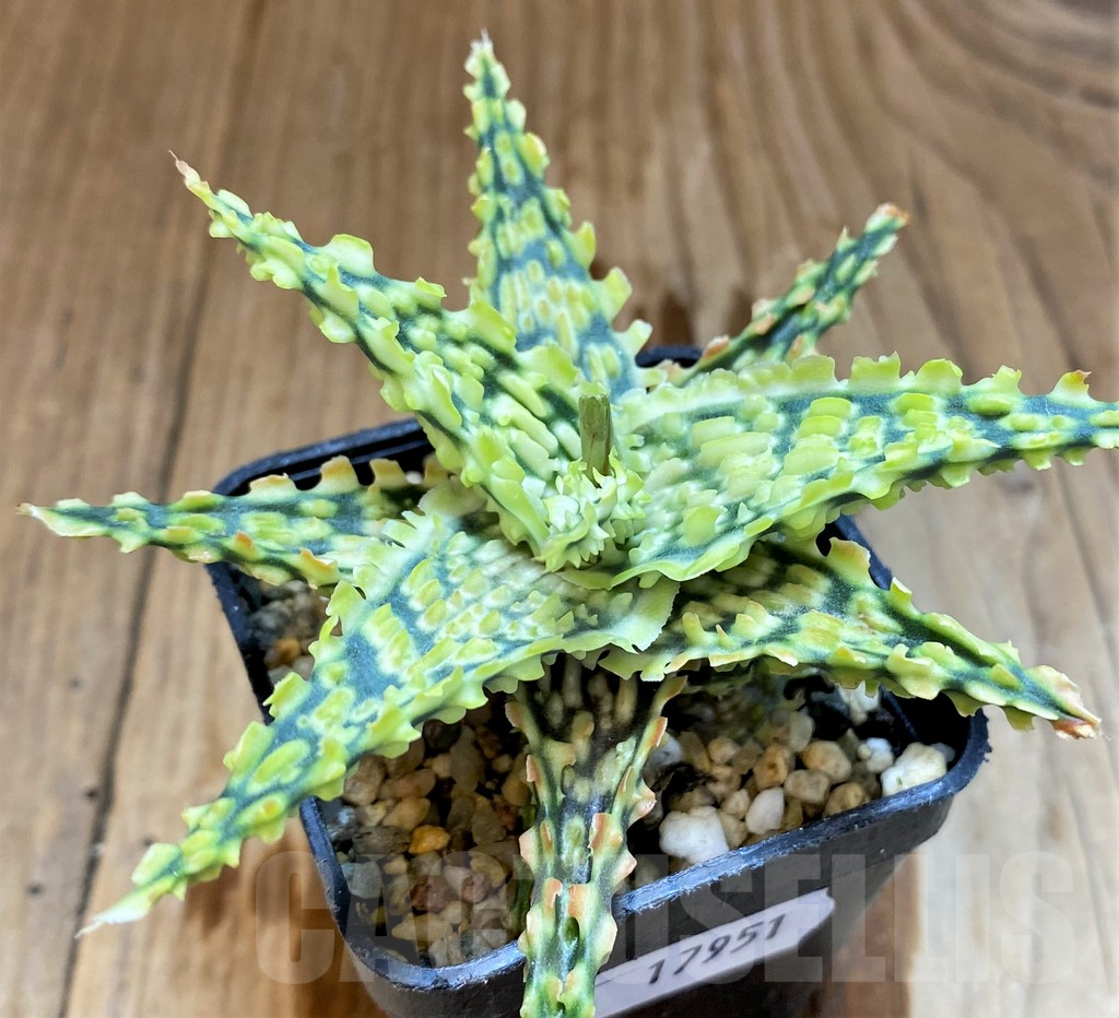 SH17951 Aloe TCT hybrid - immagine 2