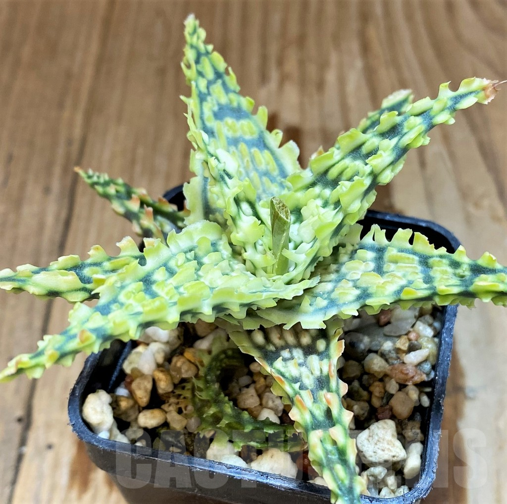 SH17951 Aloe TCT hybrid