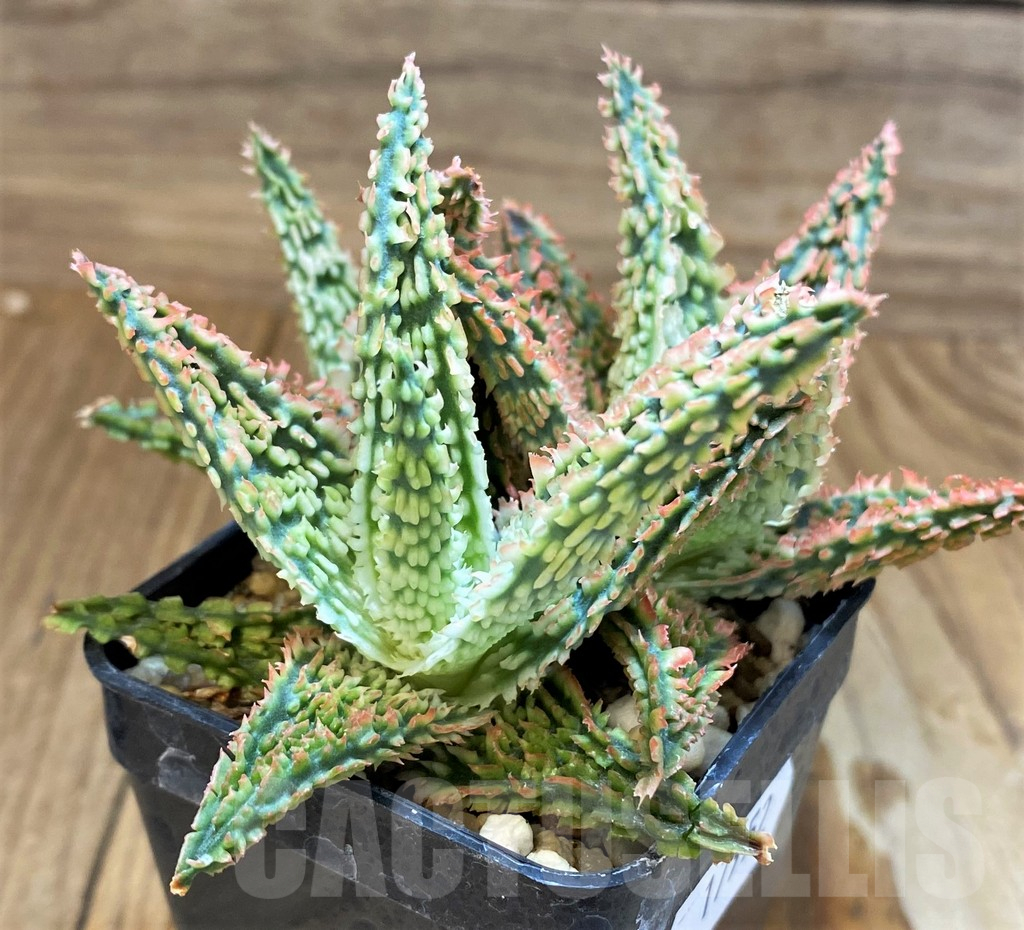 SH17952 Aloe TCT hybrid – Bild 3