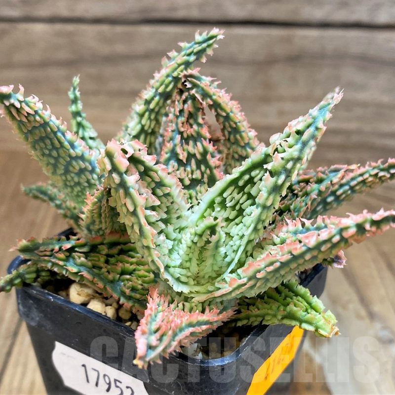 SH17952 Aloe TCT hybrid