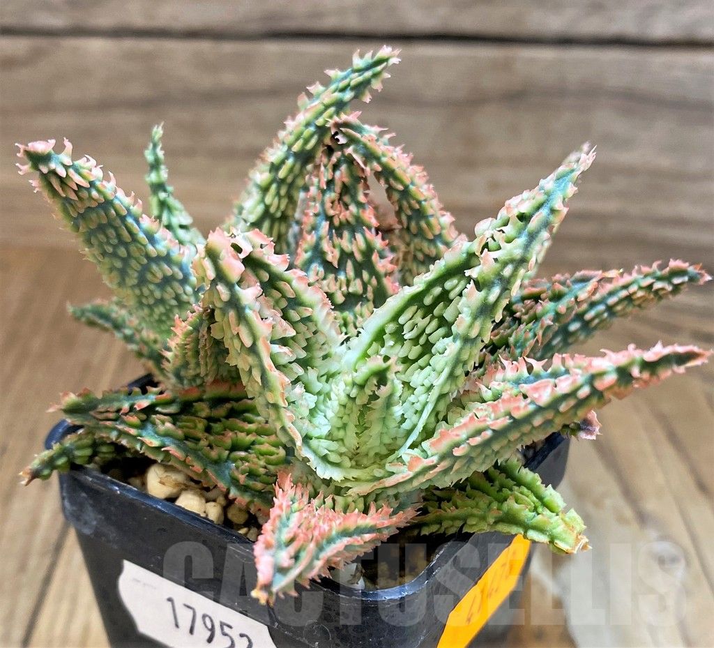 SH17952 Aloe TCT hybrid