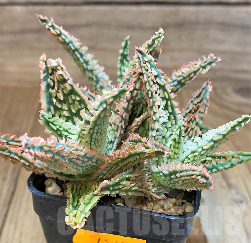 SH17952 Aloe TCT hybrid – Bild 2