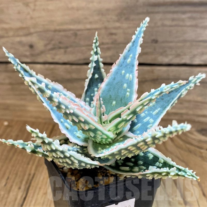 SH17953 Aloe TCT hybrid