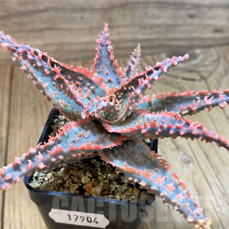 SH17904 Aloe TCT hybrid