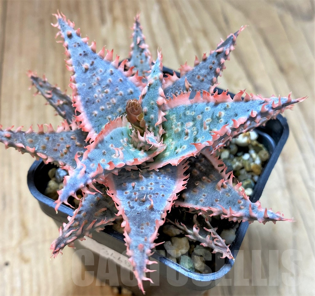 SH17905 Aloe TCT hybrid - immagine 3