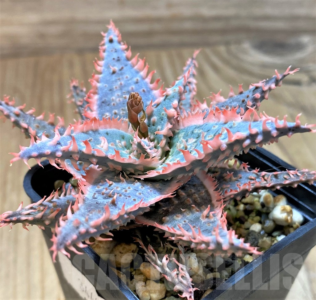 SH17905 Aloe TCT hybrid