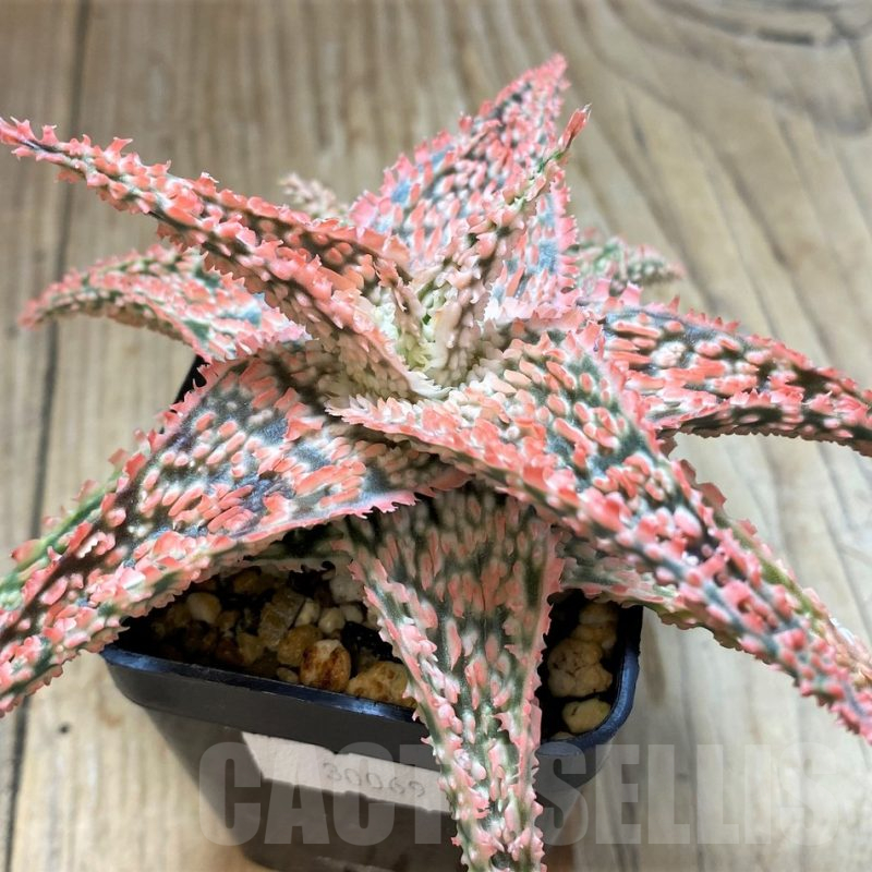 SH17907 Aloe TCT hybrid