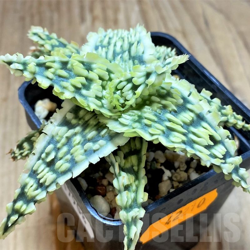 SH17908 Aloe TCT hybrid