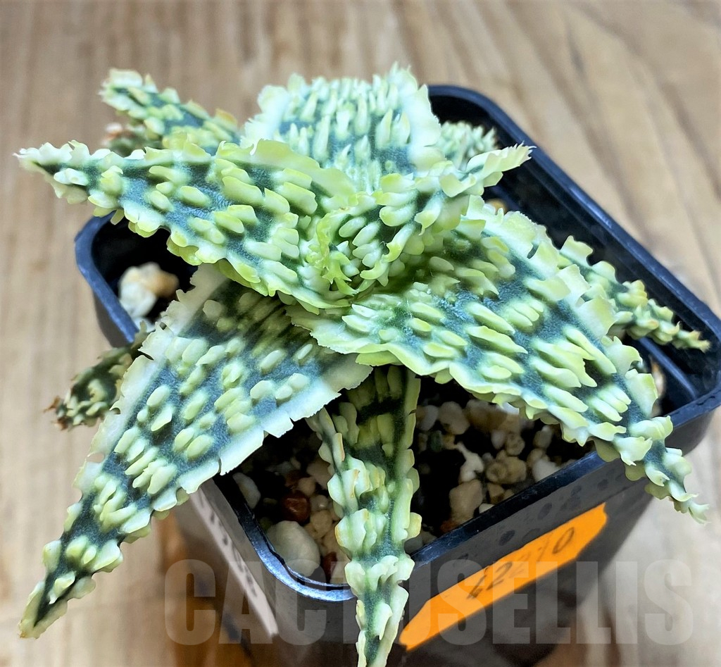 SH17908 Aloe TCT hybrid