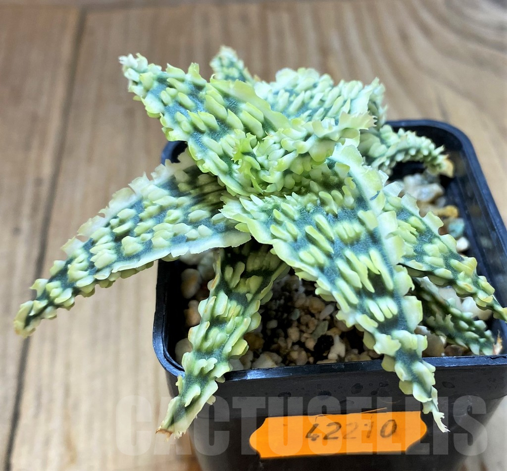 SH17908 Aloe TCT hybrid - Image 2