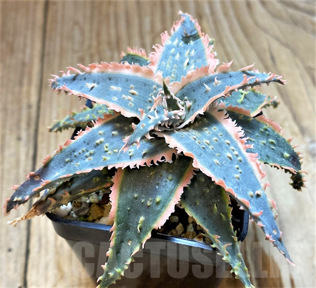 SH17909 Aloe TCT hybrid