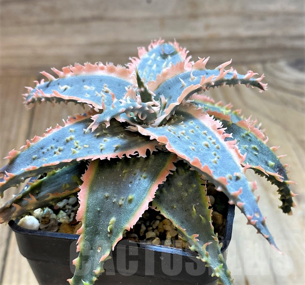 SH17909 Aloe TCT hybrid - immagine 2