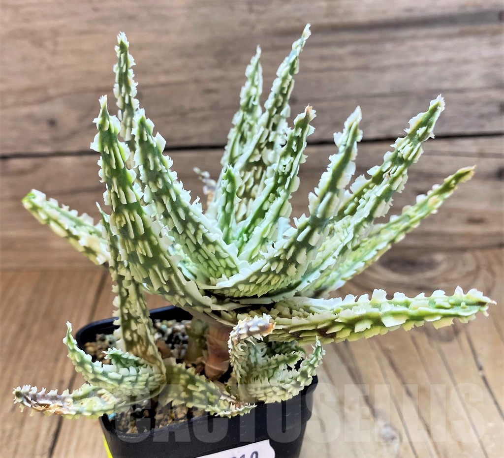 SH17910 Aloe TCT hybrid - Image 3