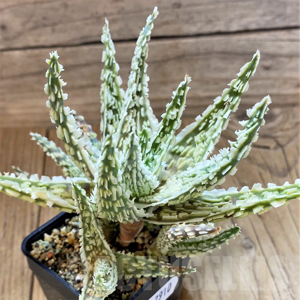 SH17910 Aloe TCT hybrid