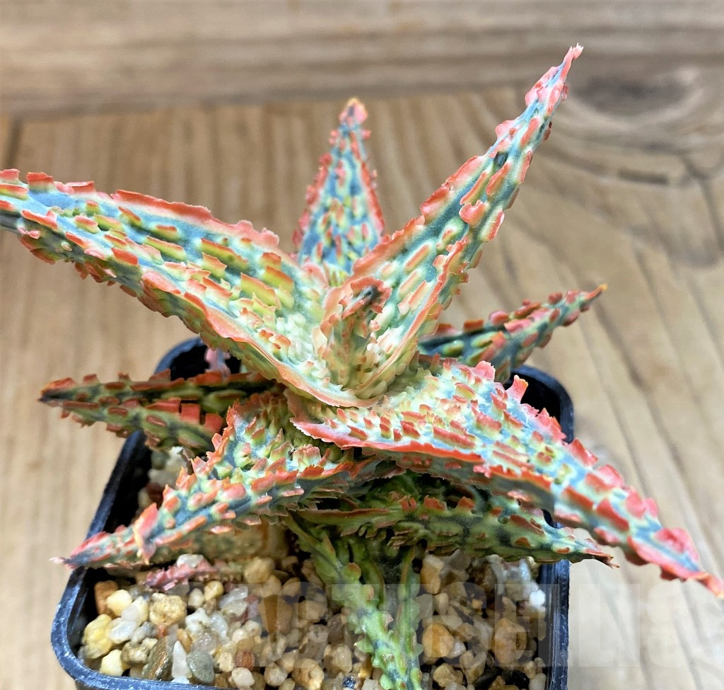 SH17911 Aloe TCT hybrid