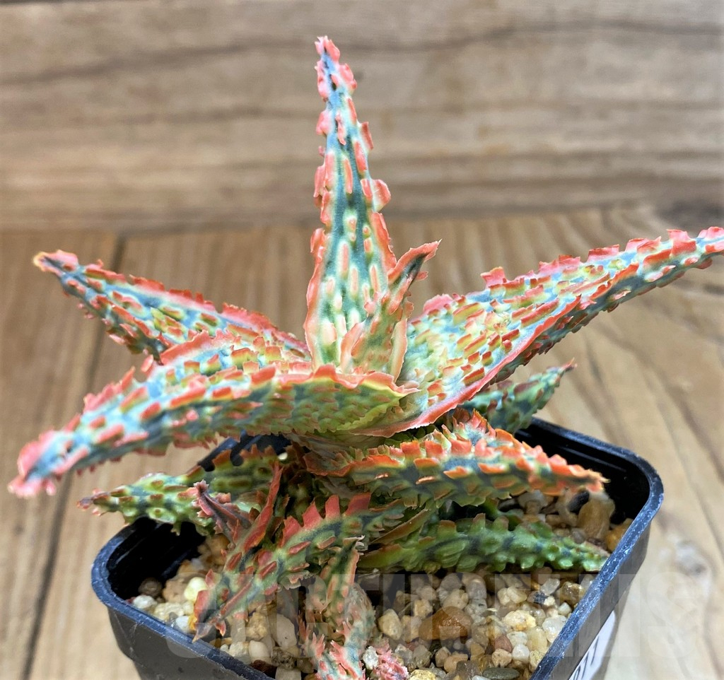 SH17911 Aloe TCT hybrid - Зображення 2