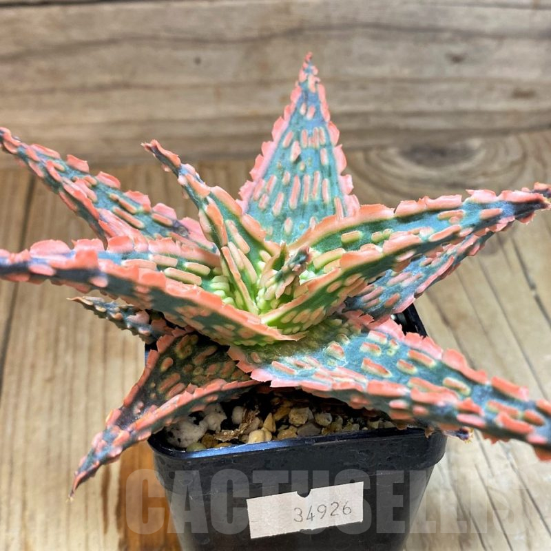 SH17913 Aloe TCT hybrid