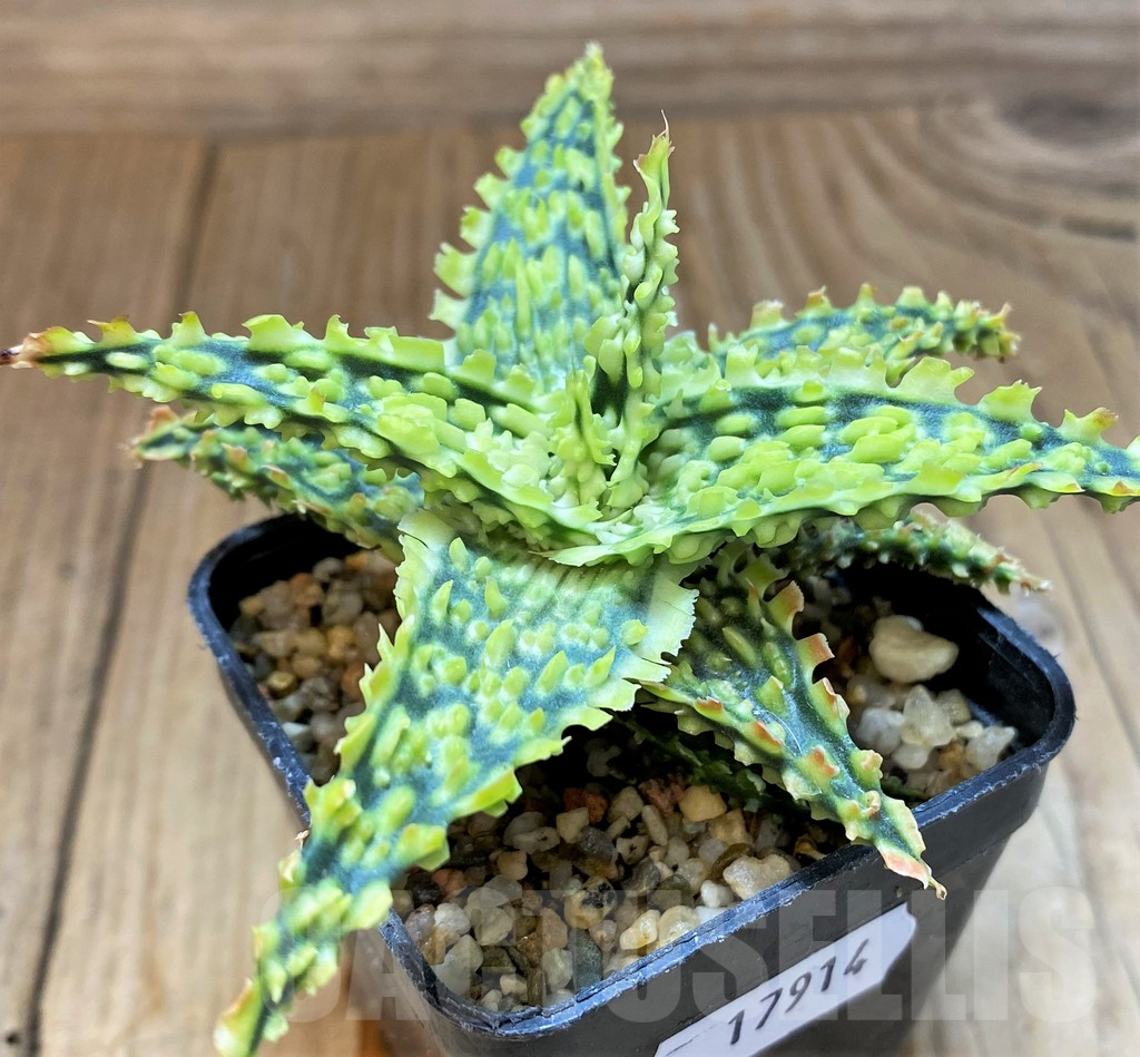 SH17914 Aloe TCT hybrid - Image 2