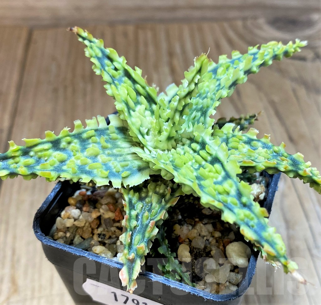 SH17914 Aloe TCT hybrid