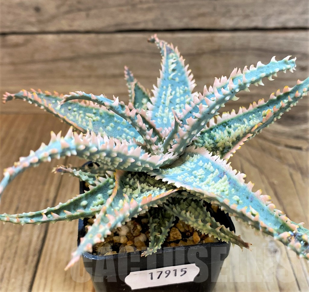 SH17915 Aloe TCT hybrid