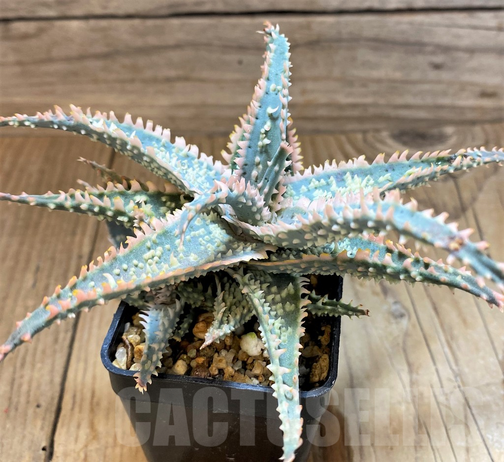 SH17915 Aloe TCT hybrid - immagine 3