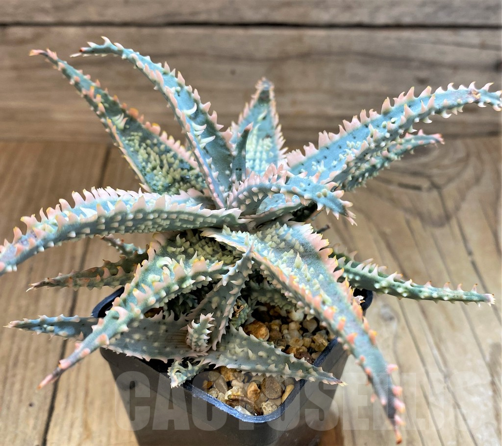 SH17915 Aloe TCT hybrid - immagine 2